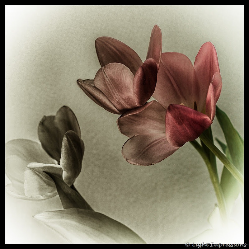 Light Impressions-Tulips-2