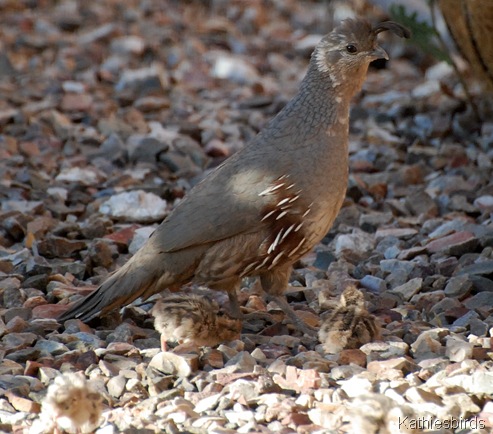 5. hen n chicks-kab