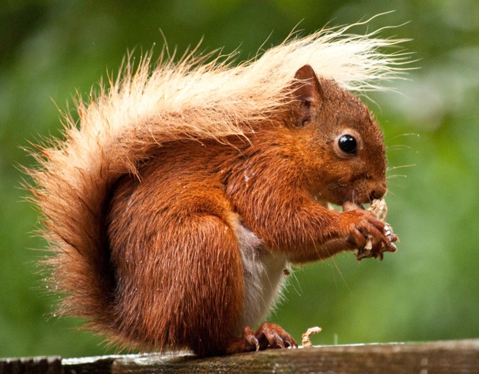 [Amazing%2520Animals%2520Pictures%2520Squirell%2520%252811%2529%255B3%255D.jpg]