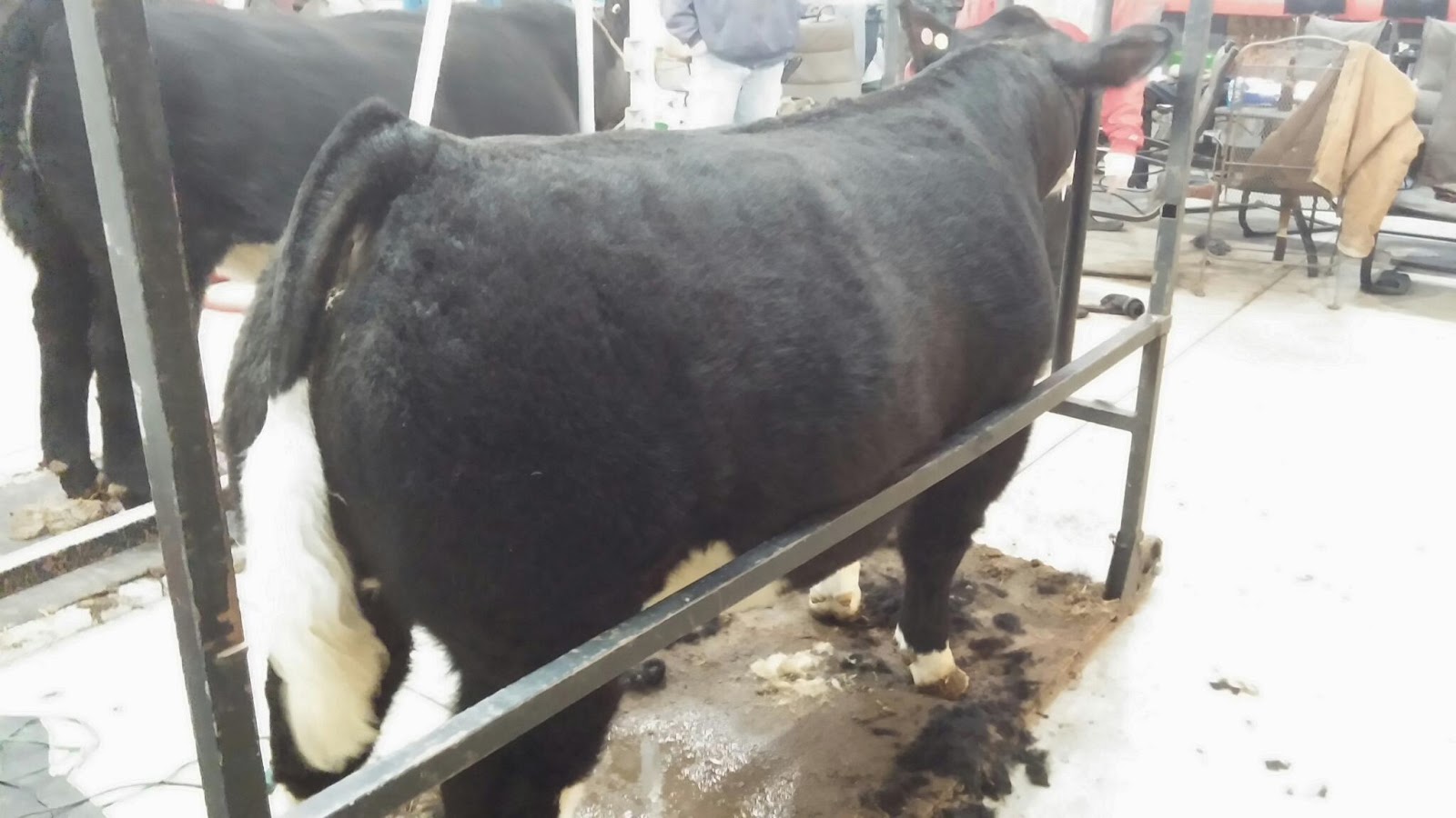 Kastel Show Cattle In The Barn Monopoly X Rachel Steer Good