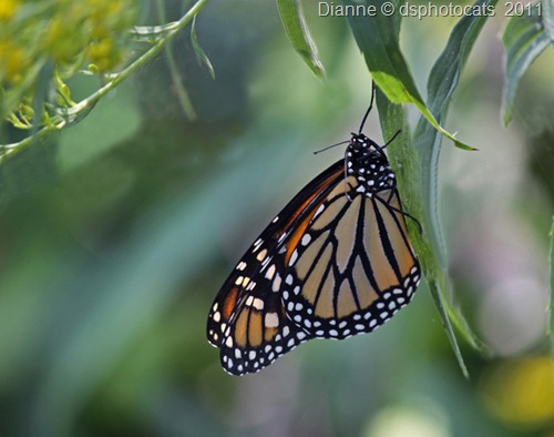 IMG_2302 Monarch Butterfly