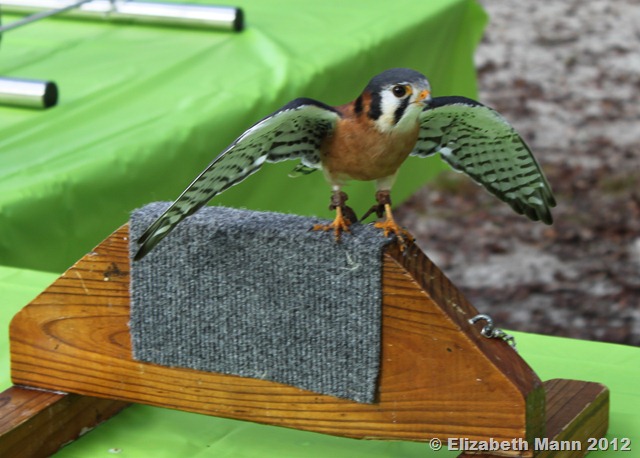 [bird%25202%255B1%255D.jpg]
