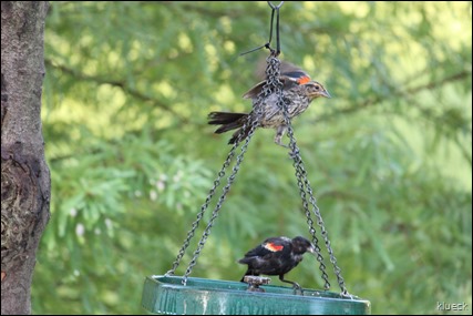 juvinile red wing blackbirds
