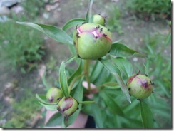 Peony buds