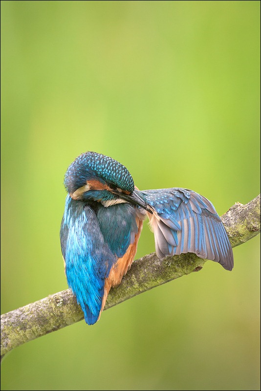 Kingfisher pruning