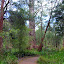 Taking A Walk Through the Forest - Valley of the Giants, Australia
