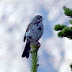 Fox.sparrow.dscn4732