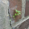dsc01284.jpg