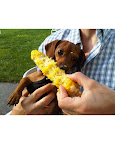Watch out so companion animals do not ingest any harmful holiday foods like onions, splintery bones or chocolate. Watch out so companion animals do not ingest any harmful holiday foods like onions, splintery bones or chocolate.