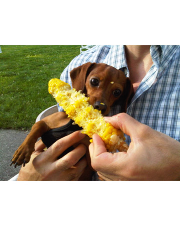 Watch out so companion animals do not ingest any harmful holiday foods like onions, splintery bones or chocolate. Watch out so companion animals do not ingest any harmful holiday foods like onions, splintery bones or chocolate.