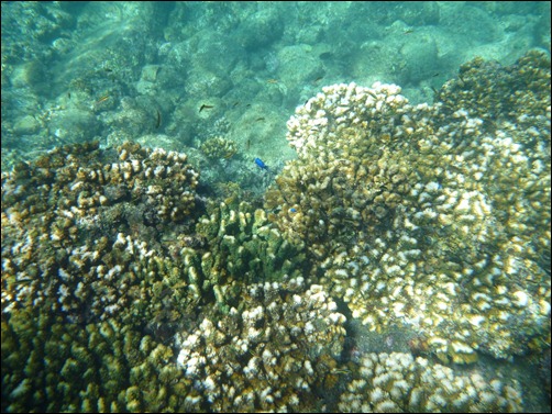 Hard Coral - Los Frailes