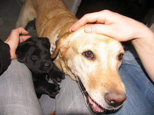 Puppy