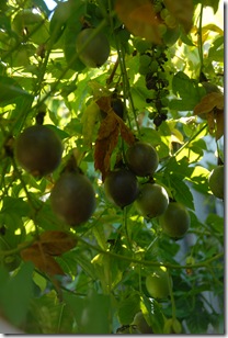 DSC_0047 DSC_0047
