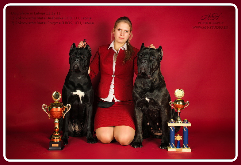 cane corso фото выставка