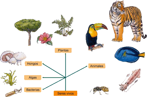organismos resumen ICFES biologia organismos resumen ICFES biologia