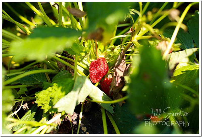 strawberryfields-4913 strawberryfields-4913