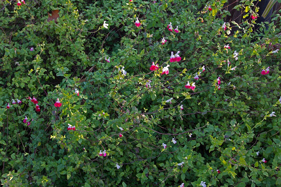 [111217_salvia_hotlips%255B6%255D.jpg]