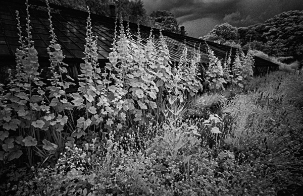 [Old%2520Greenhouse%2520and%2520Border%2520IR%255B2%255D.jpg]