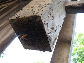 Our differences with the carpenter ants were irreconcilable so we evicted them and replaced the foot of this post.