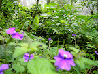 Sprachaufenthalt Monteverde