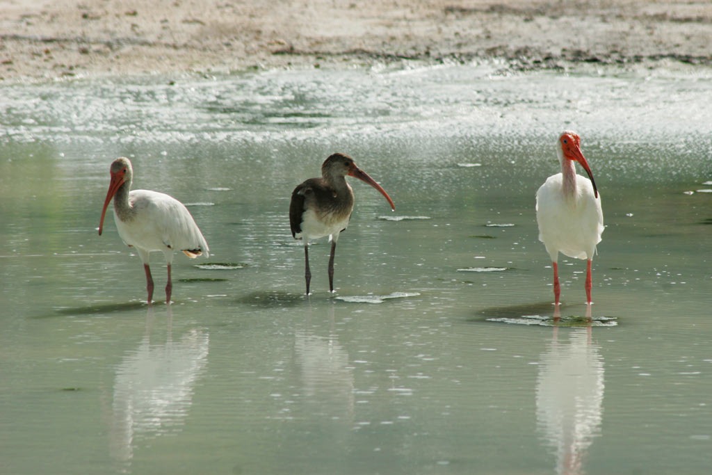 [White-Ibis-Family%255B3%255D.jpg]