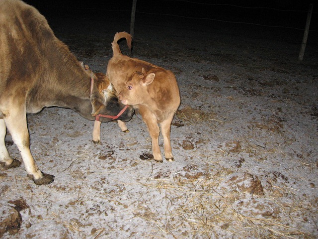 [calf%2520014%255B3%255D.jpg]