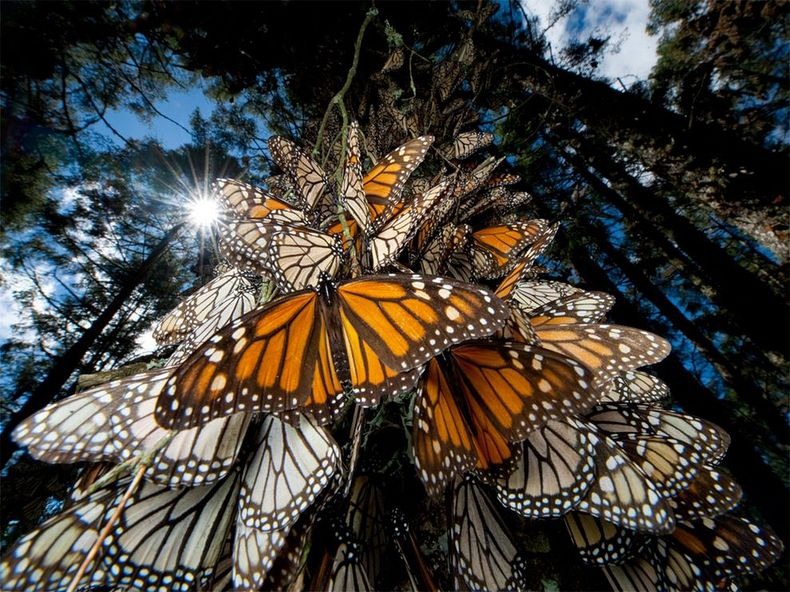 [بالصور] شاهد صور لهجرة الفراشات الملكة Monarch-migration-66