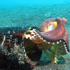 Octopus in bottle (Lembeh Strait)