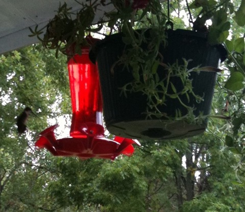 [hummingbirdstwelve5.jpg]