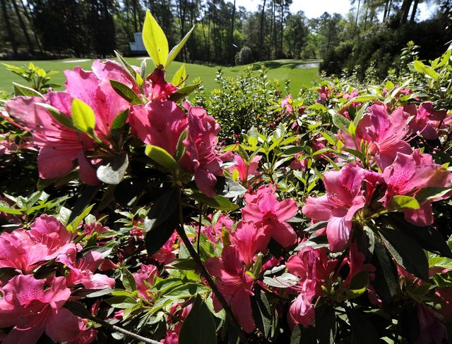 An azalea is seen at the 10th hole during a practice round prior to the 2011 Masters Tournament at Augusta National Golf Club. Most of the thousands of azaleas that line the fairways of Augusta National Golf Club probably are already in full bloom due to a warmer-than-usual winter in 2011-2012. Timothy A. Clary / AFP / Getty Images