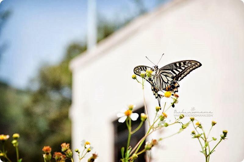Butterfly-(3) Butterfly-(3)