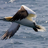 Northern gannet