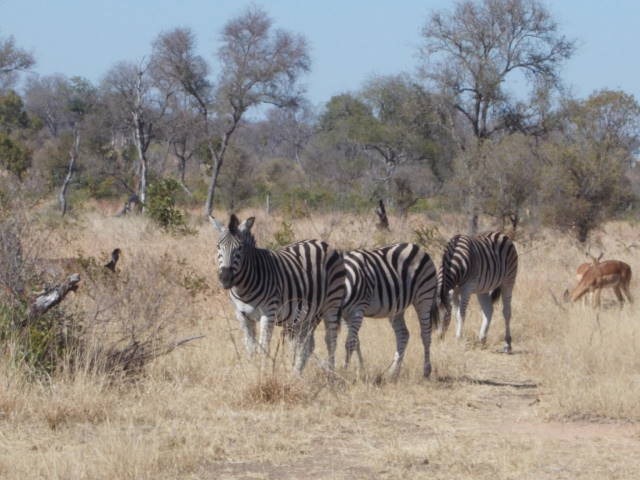 [Kruger-National-Park-resize-16647.jpg]
