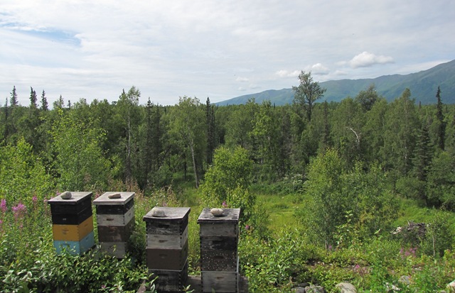 [beehives%255B3%255D.jpg]