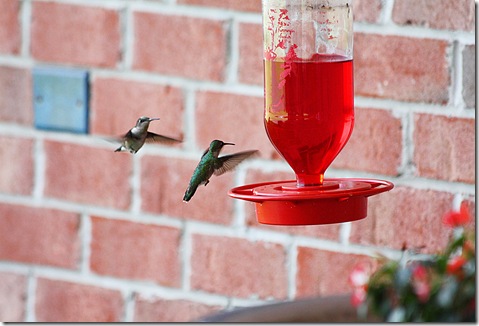 hummingbirds5