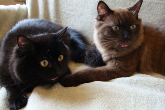 [funny-animals-cute-30%255B2%255D.jpg]