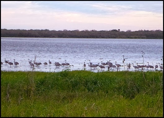 01b - Early Morning Walk - Large Group of Sandhill Cranes