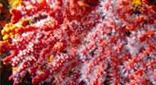 Méditerranée grotte à corail rouge corail rouge