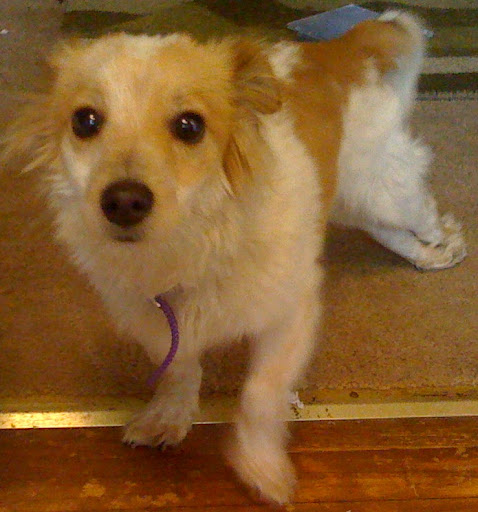 Others need a foster home. This is Milton, a special-needs dog I fostered. He was unable to use his back legs, but he motored around the house with no problem! He is now safe and sound in a permanent home.To help an animal like Milton, go to Adopt-a-Pet.com and click the Others need a foster home. This is Milton, a special-needs dog I fostered. He was unable to use his back legs, but he motored around the house with no problem! He is now safe and sound in a permanent home.To help an animal like Milton, go to Adopt-a-Pet.com and click the