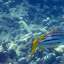 Snorkeling In The Whitsundays - Airlie Beach, Australia