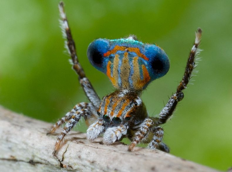peacock-spider-10 peacock-spider-10