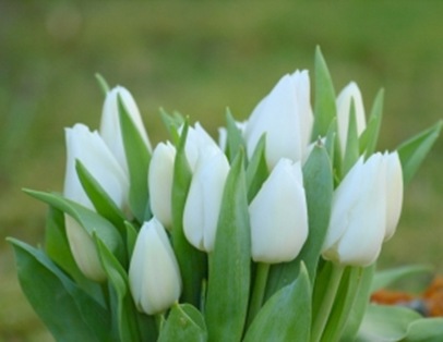 1382137_white_tulip