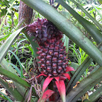 Ananas © Foto: Doreen Schütze | Outback Africa