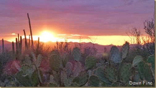 Saguaro NP West_114