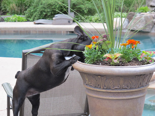 Ann, mom of Daily Wag regular Zoe, snapped this shot of Zoe engaged in some poolside Ann, mom of Daily Wag regular Zoe, snapped this shot of Zoe engaged in some poolside