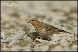 Pispola-gola-rossa---Red-Throated-Pipit-(Anthus-cervinus)-041611__DM37888