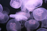 IMG_9336.JPG