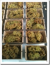 chardonnay grapes