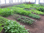 See how nicely all the vegetables are growing?  There is quite a nice variety.  Let's see what would be good for the soup.