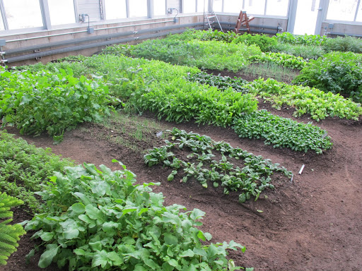 See how nicely all the vegetables are growing?  There is quite a nice variety.  Let's see what would be good for the soup.
